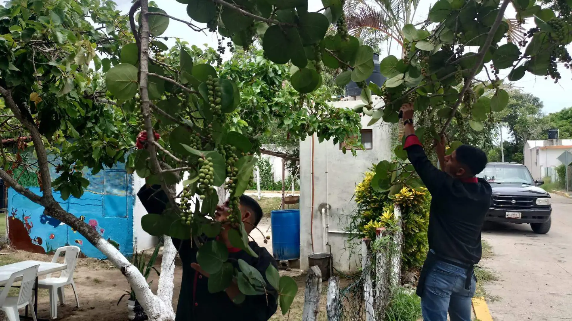 Un fruto pequeño que, según la experiencia de los pobladores del norte de Veracruz, puede ser utilizado para remedios caseros